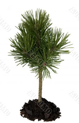 Plant and soil