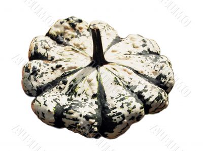 Pumkin Pumkin