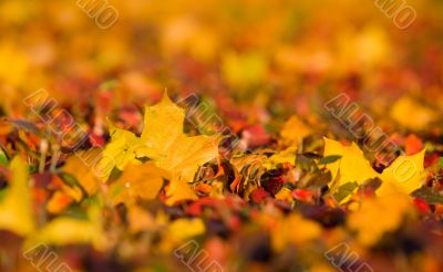 Autumn background Autumn background