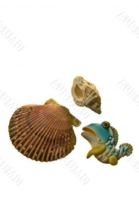 Sea shells isolated on white background