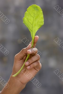 Fresh spinach Fresh spinach