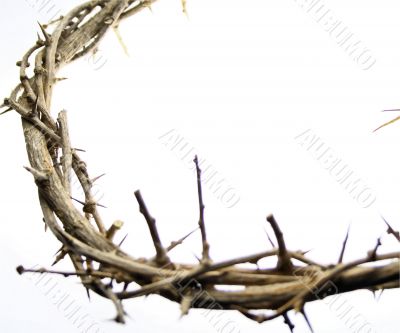 Crown of Thorns