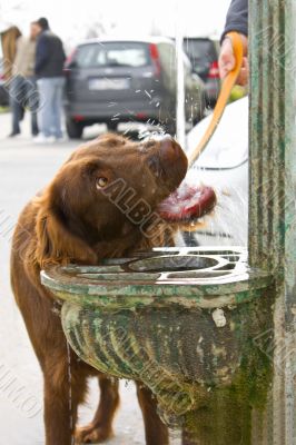 Drinking Dog