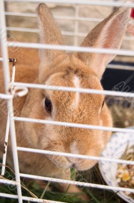 Little cute rabbit eating in a cage Little cute rabbit eating in a cage