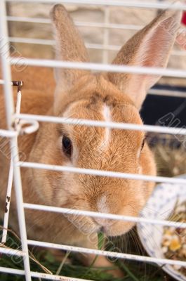 Little cute rabbit eating in a cage