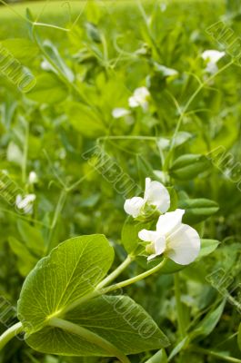 Pea blooming