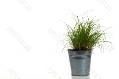 grass in a pot on white