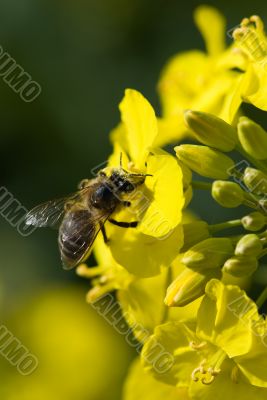 bee and yellow flower
