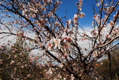 Almonds in Cyprus