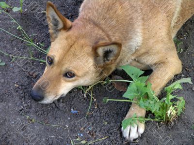 mongrel mongrel