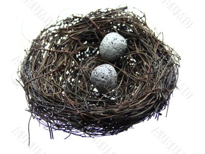Eggs in Bird Nest