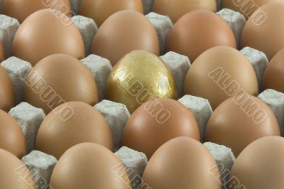 One golden egg with many ordinary fresh rural eggs packed into c