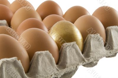 One golden and many ordinary fresh rural eggs packed into cardbo