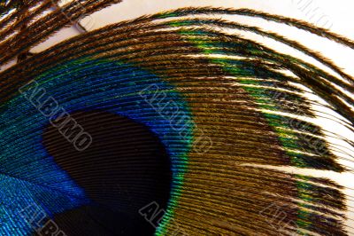 Peacock feather