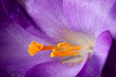 Crocus Stigma