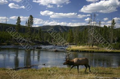 Elk walking along a river