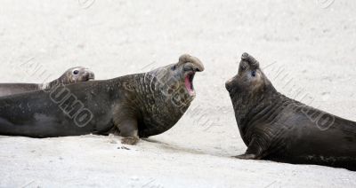 Elephant seals