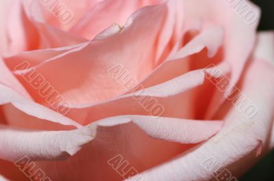 a close-up of pink rose petals