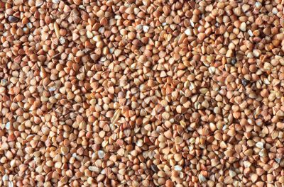buckwheat buckwheat