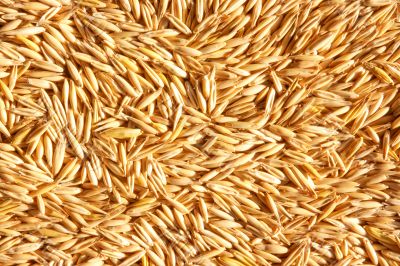 grains of oat grains of oat