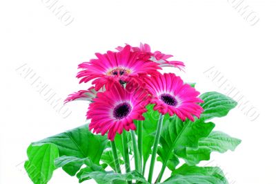 Pink gerbera