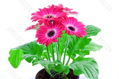 Pink gerbera in a pot