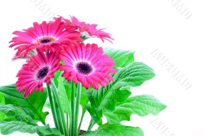 Pink gerbera in a pot