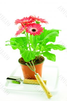 Pink gerbera in a pot with floriculture chopper and shovel