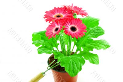 Pink gerbera in a pot with floriculture chopper