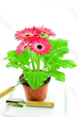 Pink gerbera in a pot with floriculture chopper and shovel
