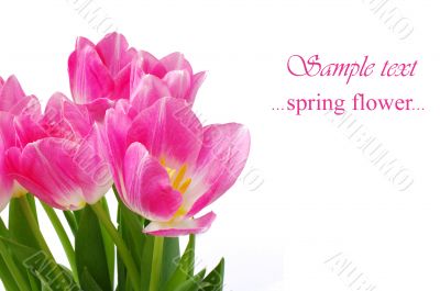 pink tulips on a white background with place for text