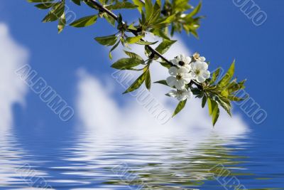Tree branch with cherry flowers over blue sky background.