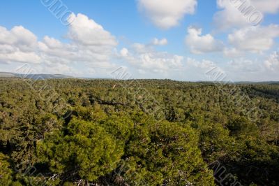 Pine forest stretches to horizon