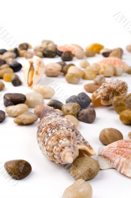 sea shells