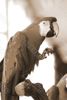 red macaw eating sepia