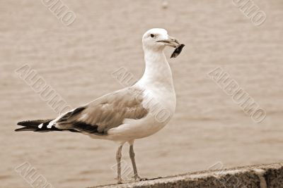 Herring Seagull sepia