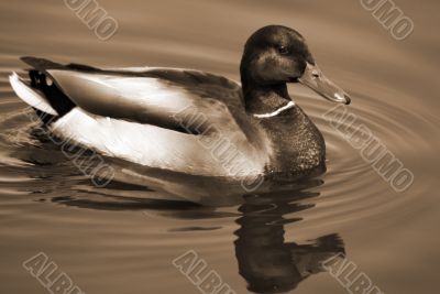 Mallard Duck Swimming sepia