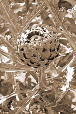 Growing Artichoke sepia