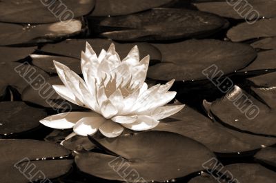 White Water Lily Flower sepia