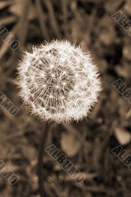 Dandelion Flower Seed Head sepia