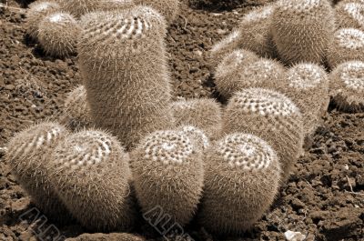 Cactus Mammillaria Geminispina Plants sepia