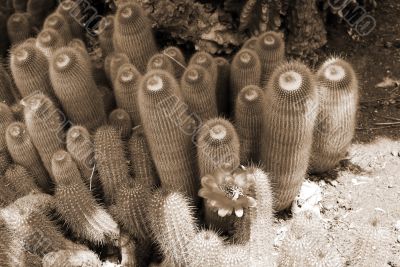 Cactus Notocactus leninghausii sepia