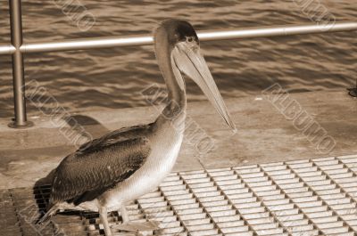 Pelican Bird sepia