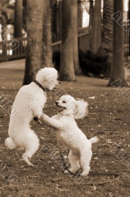 Poodle Dogs Playing in Park sepia