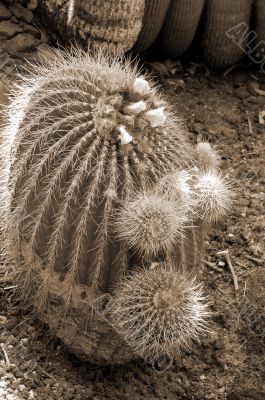Cactus Notocactus Claviceps sepia Cactus Notocactus Claviceps sepia