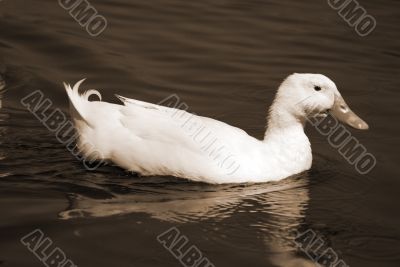 Snow Goose sepia Snow Goose sepia