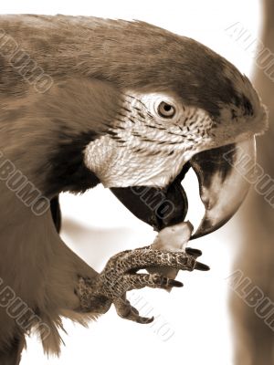Green Macaw Eating Apple sepia
