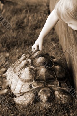 Child touching and feeling a Turtle sepia