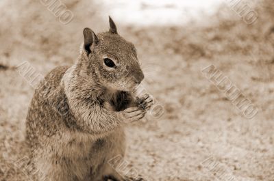 Squirrel sepia