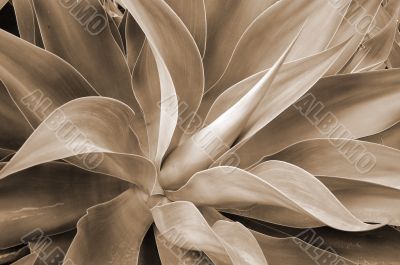 Aloe Succulent sepia Aloe Succulent sepia